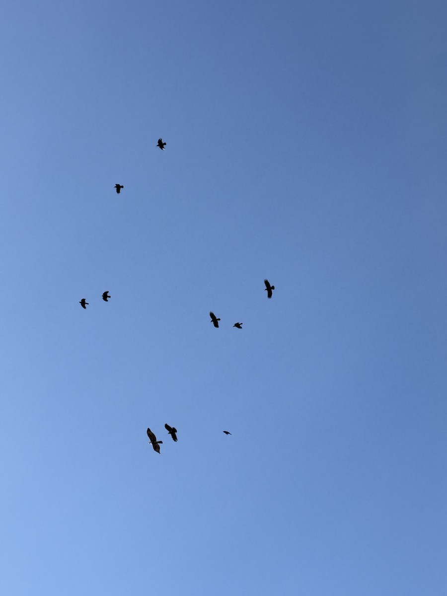 Канюк неоарктичний - ML644572997