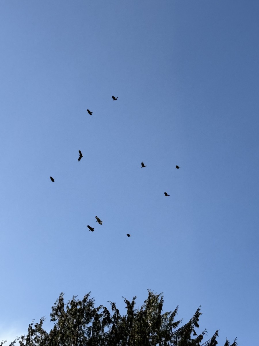 Канюк неоарктичний - ML644572998