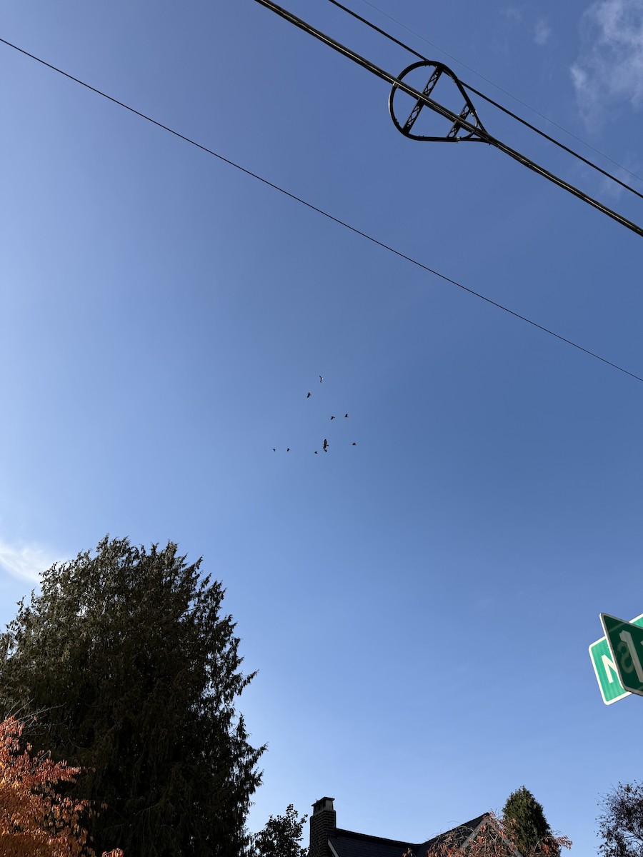 Канюк неоарктичний - ML644572999