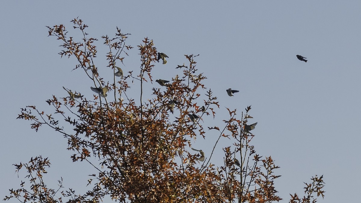 ヒメレンジャク - ML644573005