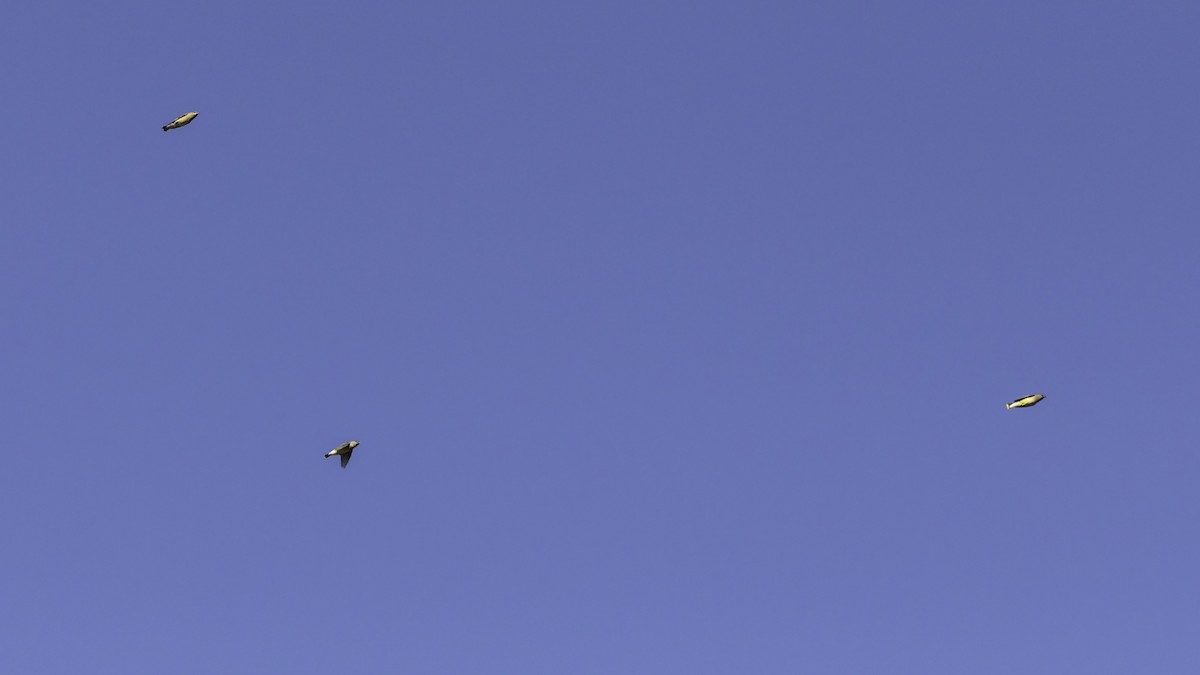 ヒメレンジャク - ML644573006