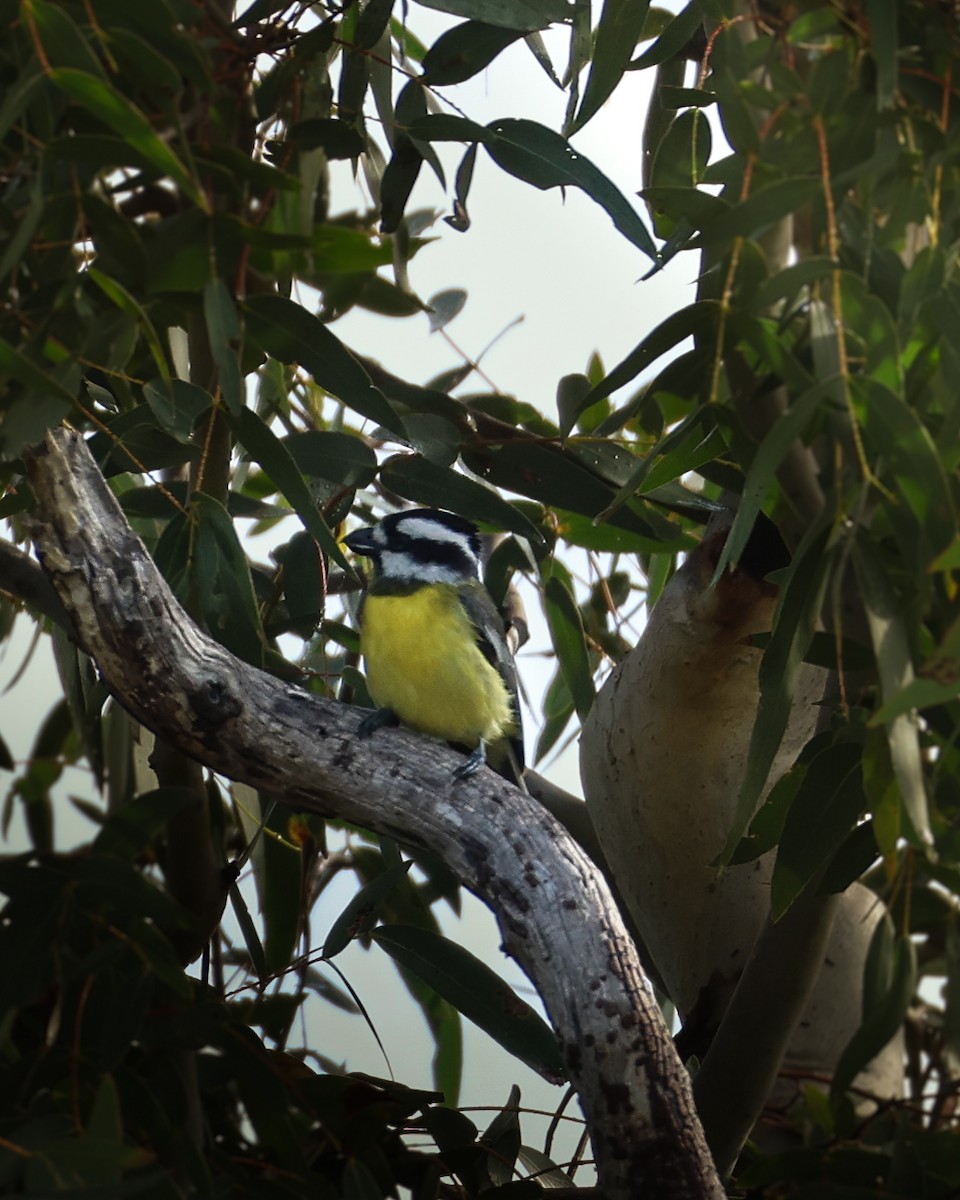 Eastern Shrike-tit - ML644573015