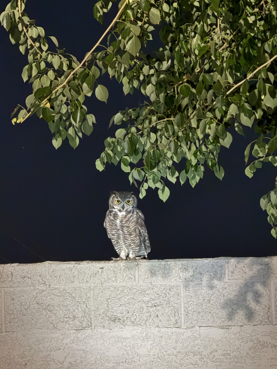 Búho Americano - ML644573019