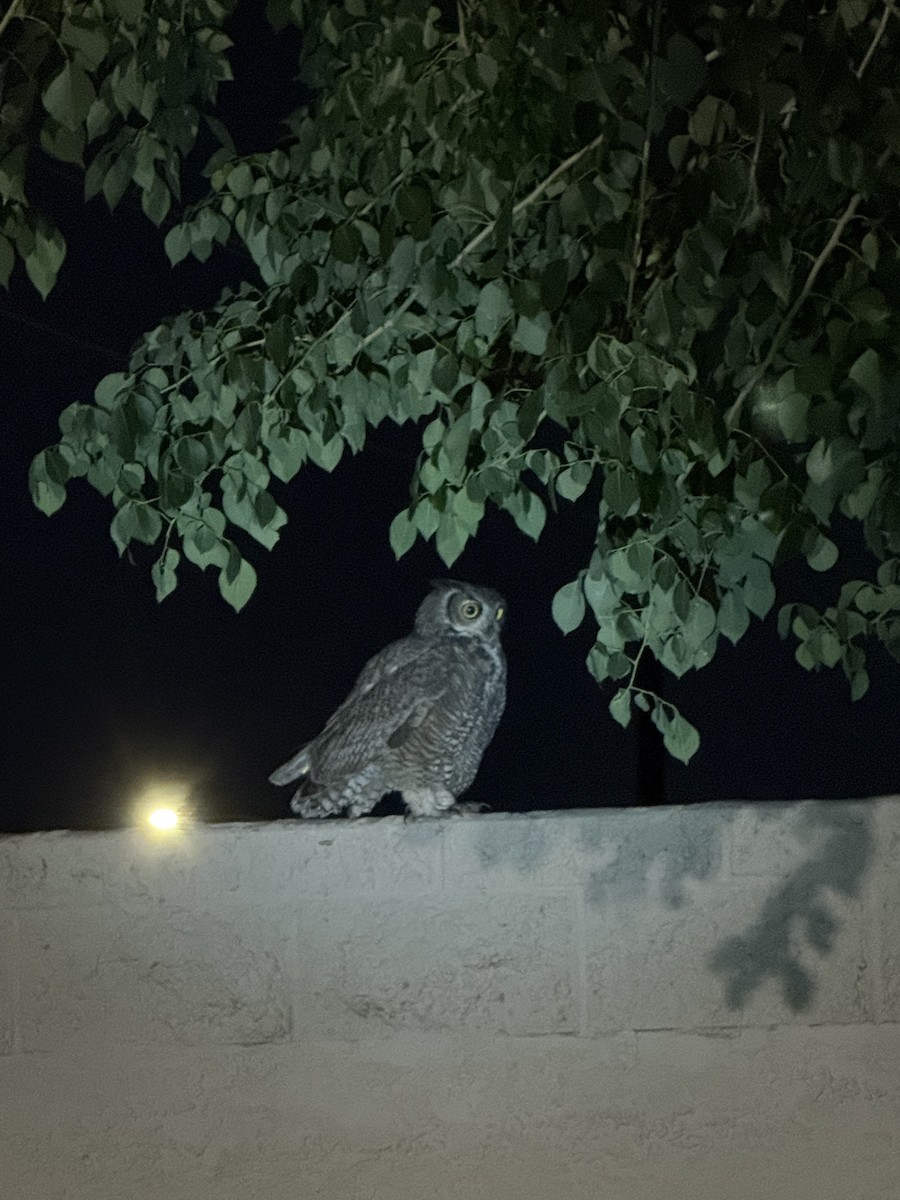 Búho Americano - ML644573020