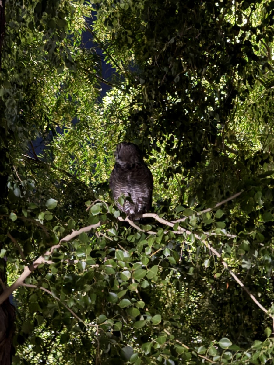 Búho Americano - ML644573021