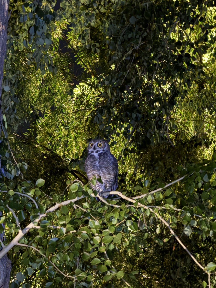 Búho Americano - ML644573023