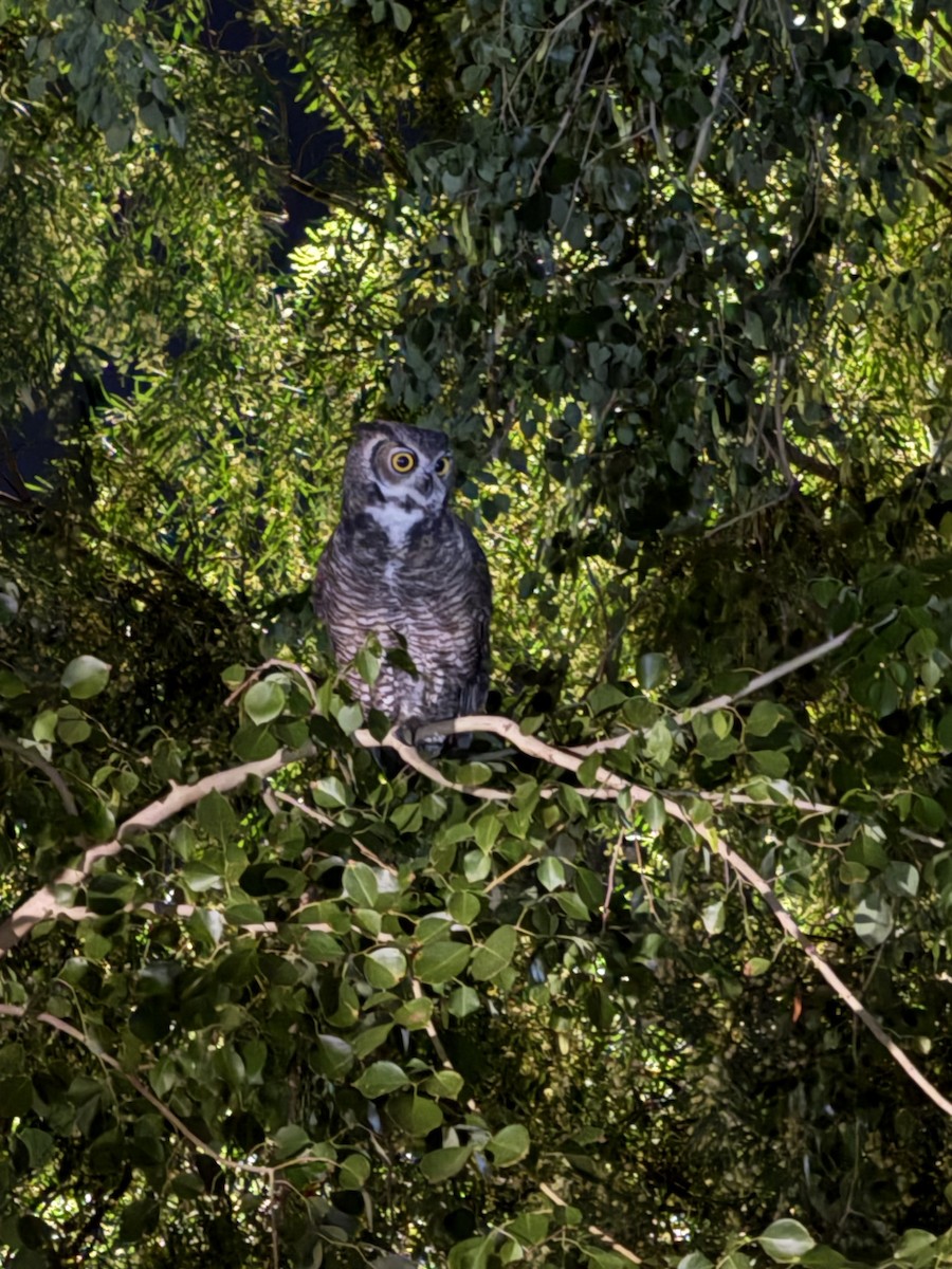 Búho Americano - ML644573024