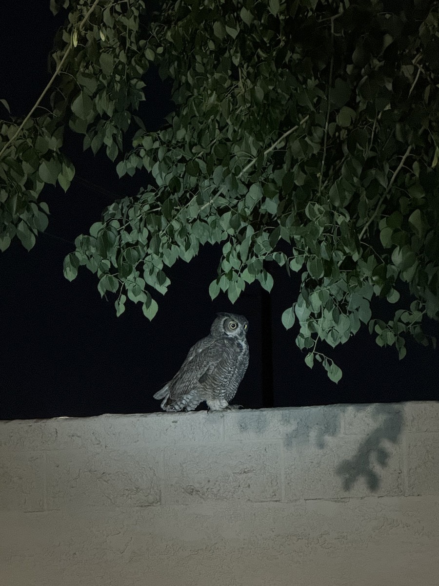 Búho Americano - ML644573025