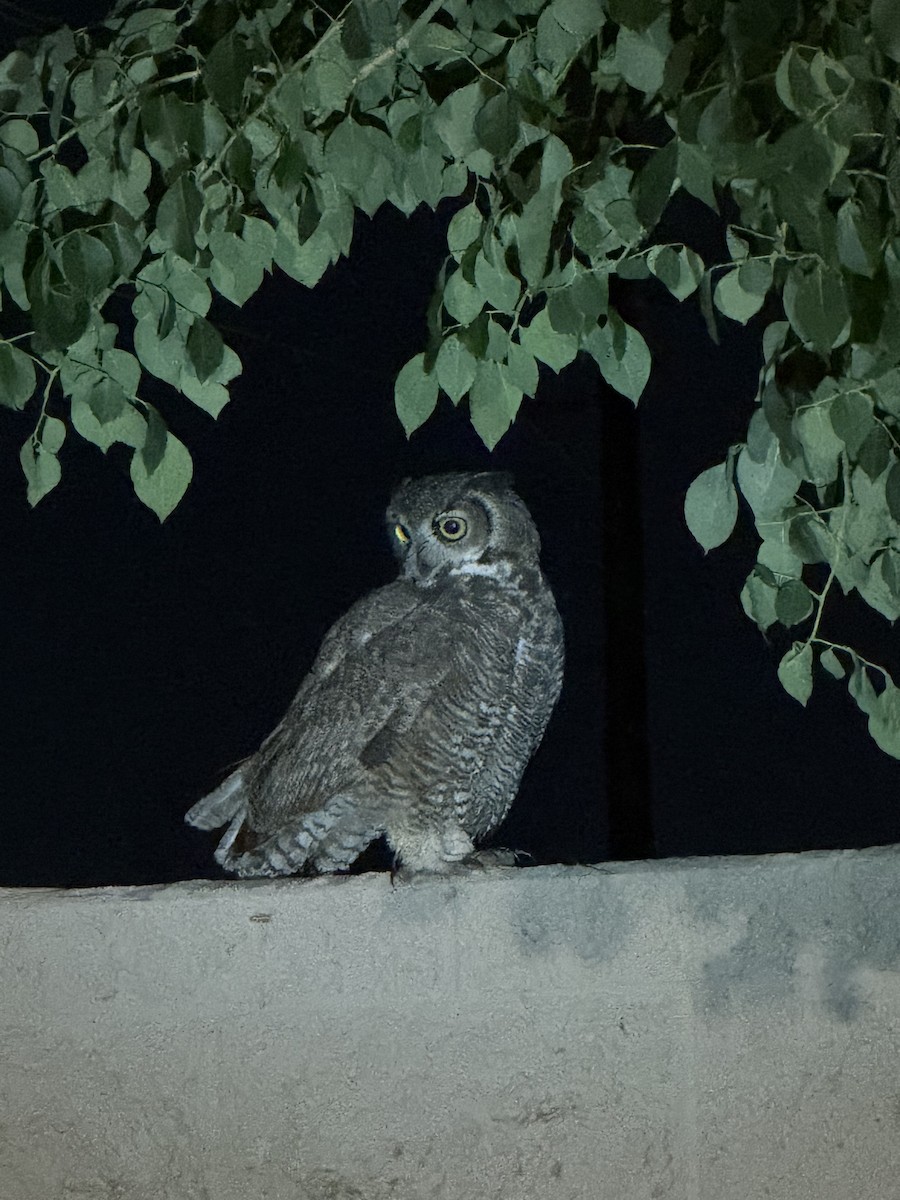 Búho Americano - ML644573026