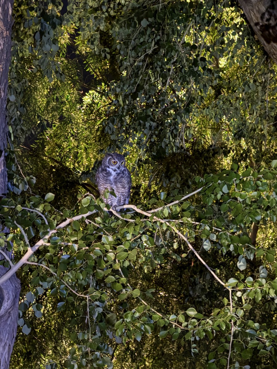 Búho Americano - ML644573027
