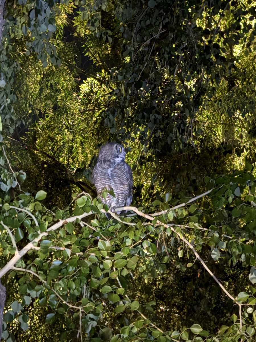 Búho Americano - ML644573028