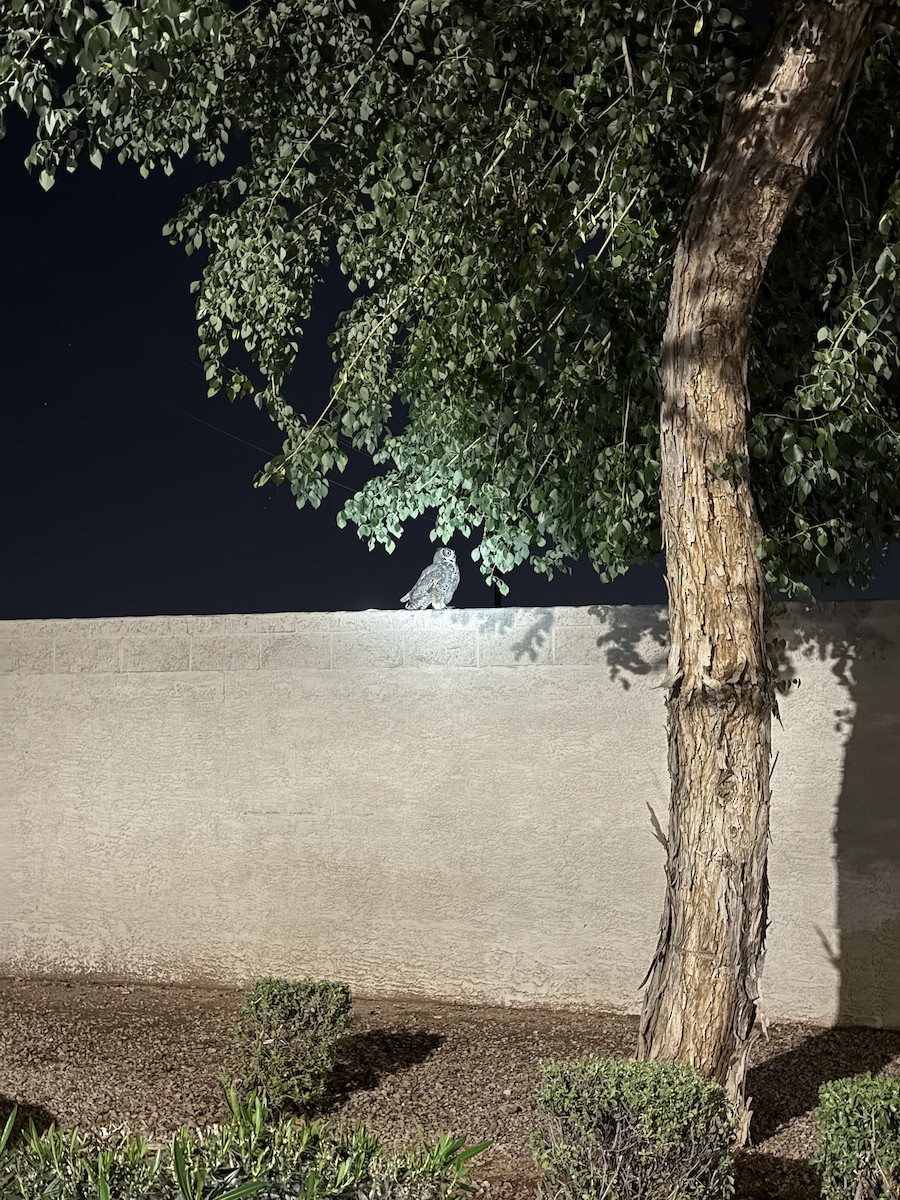 Búho Americano - ML644573029