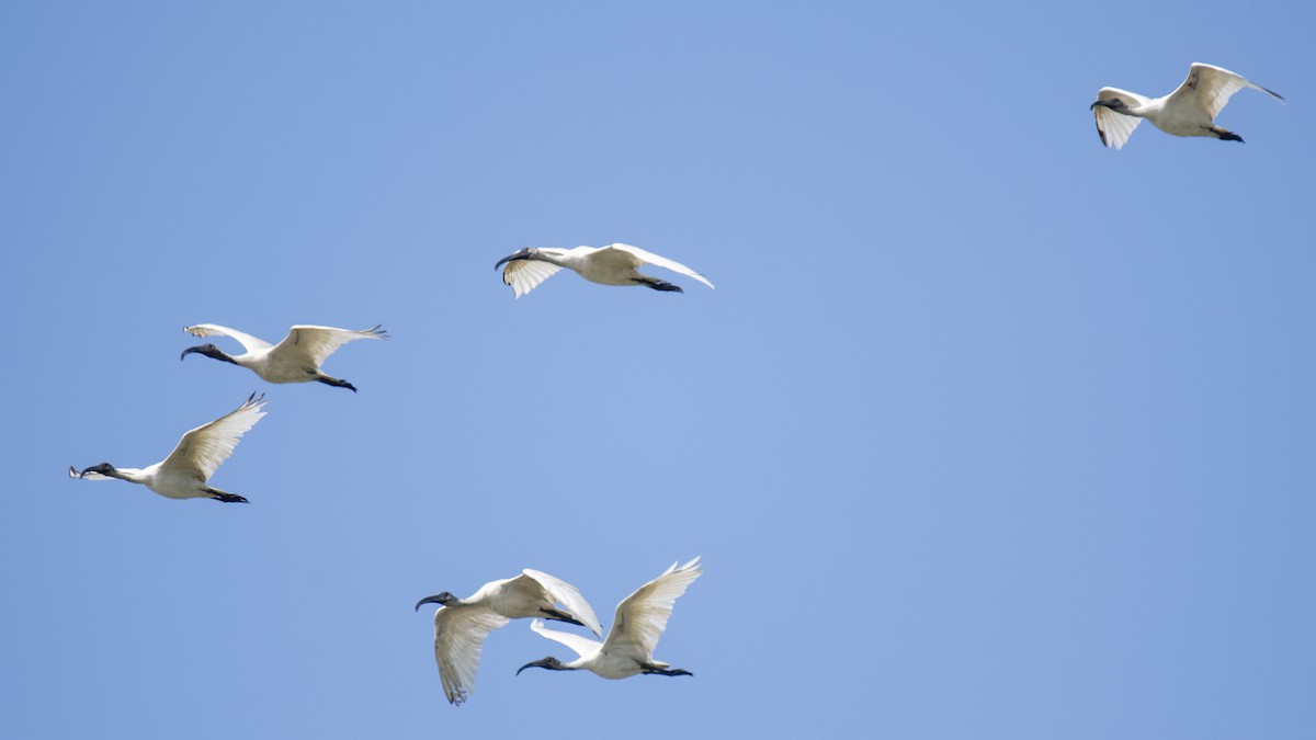 Ibis Oriental - ML644573031