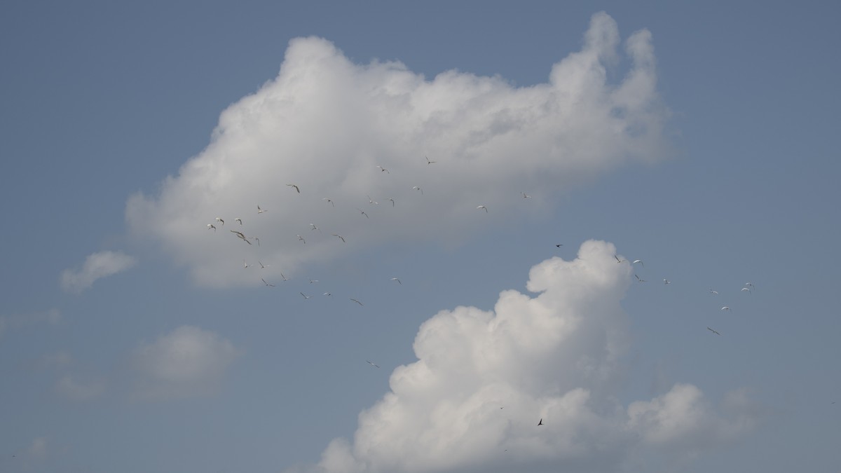 Ibis Oriental - ML644573032