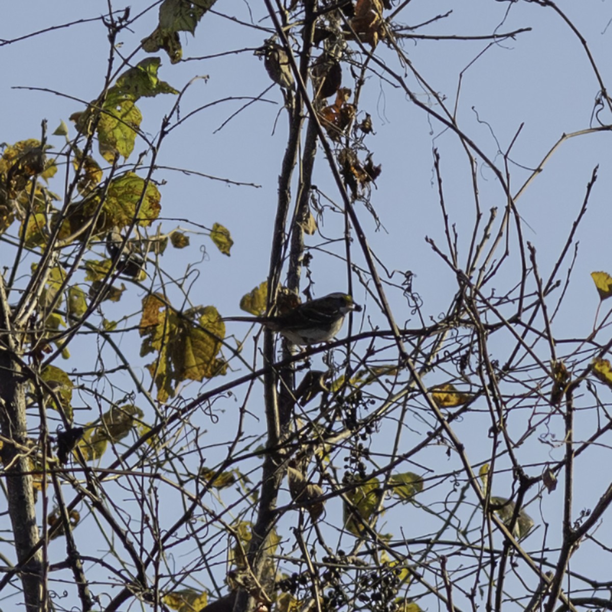 Chingolo Gorjiblanco - ML644573033