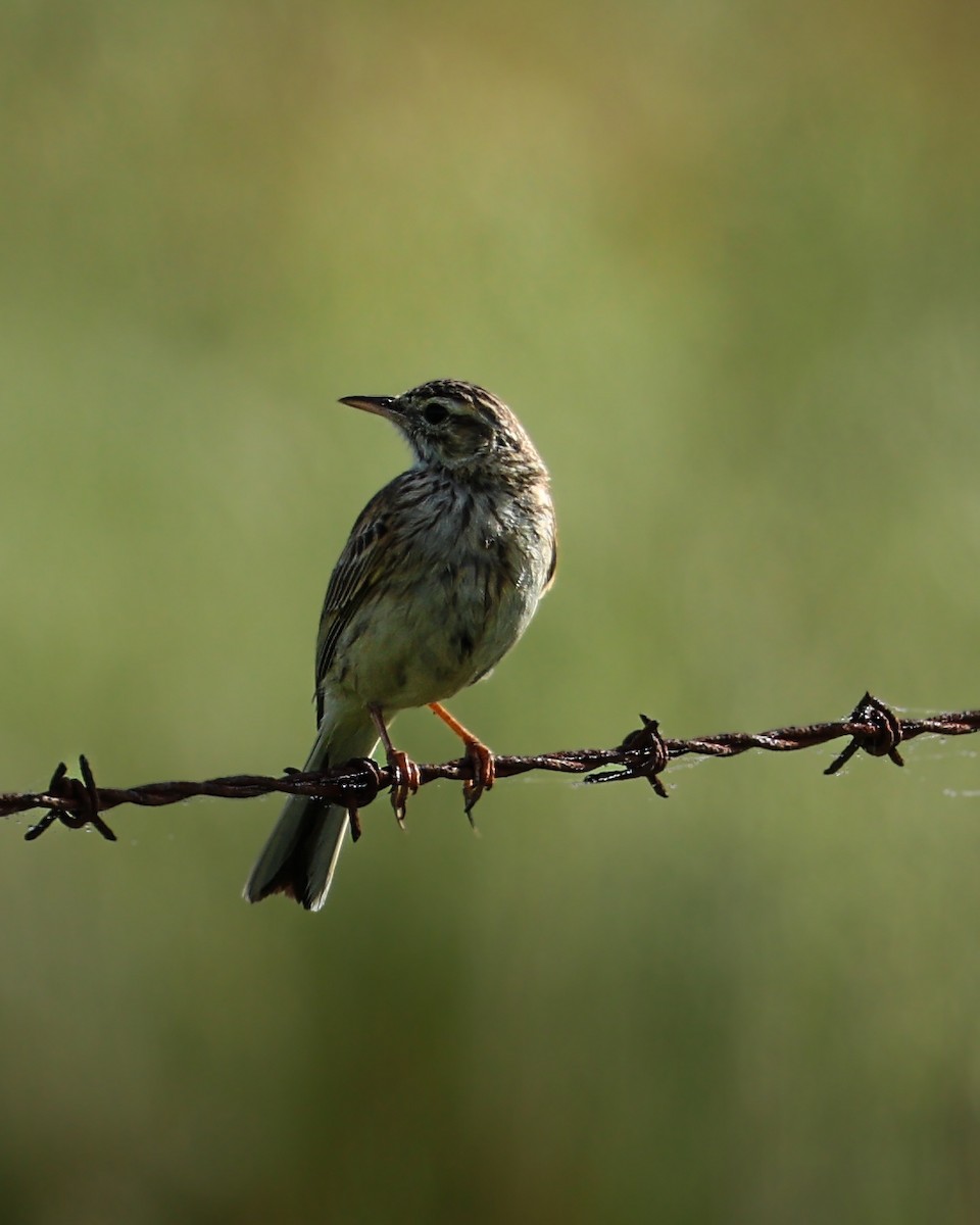 Bisbita Australiano - ML644573035