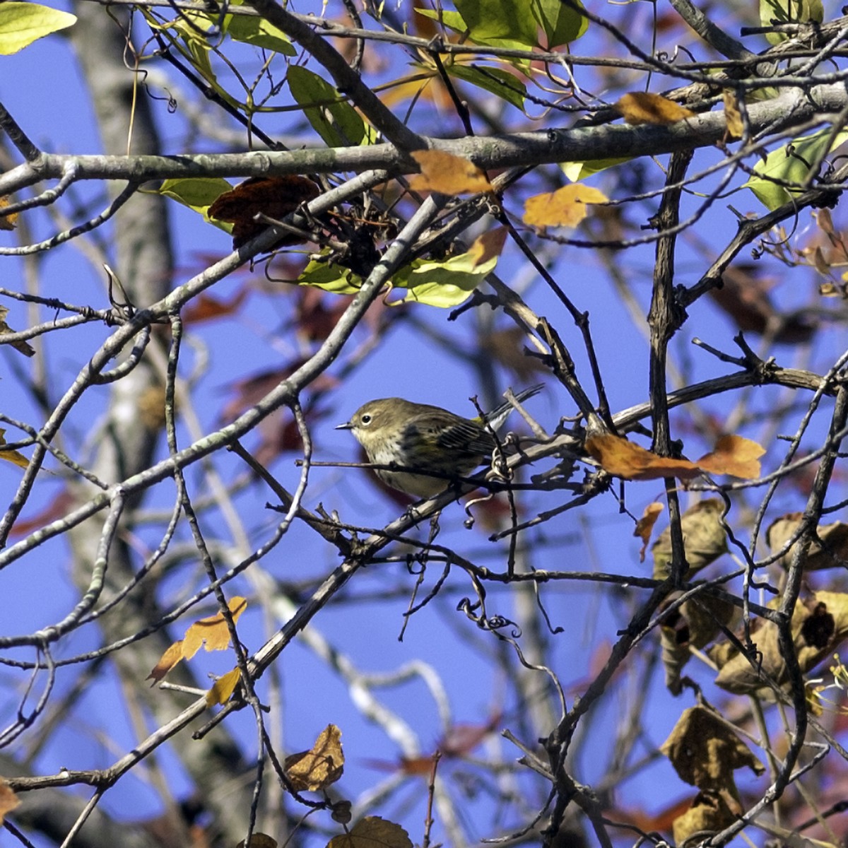 Reinita Coronada - ML644573036