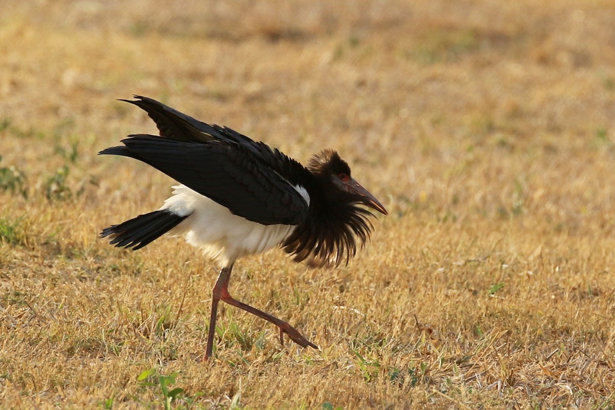 Cigüeña de Abdim - ML644573037