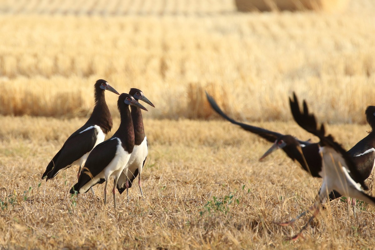 Cigüeña de Abdim - ML644573038