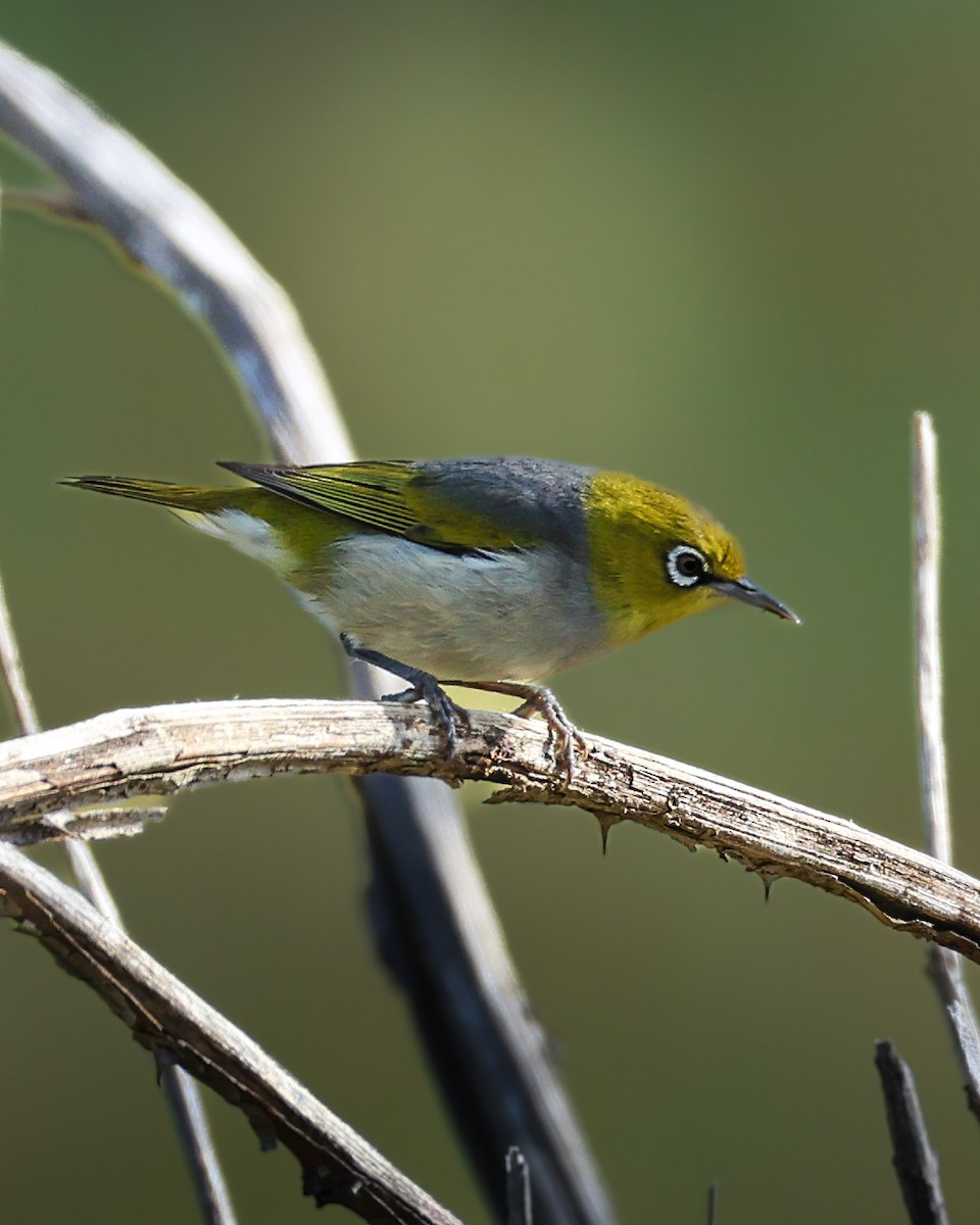 Anteojitos Dorsigrís - ML644573039