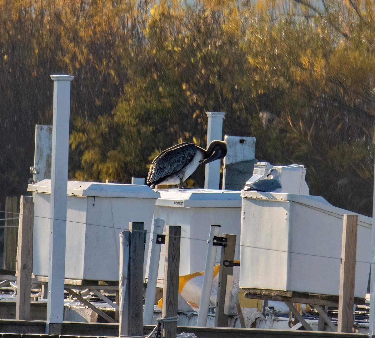 Pelícano Pardo - ML644573040