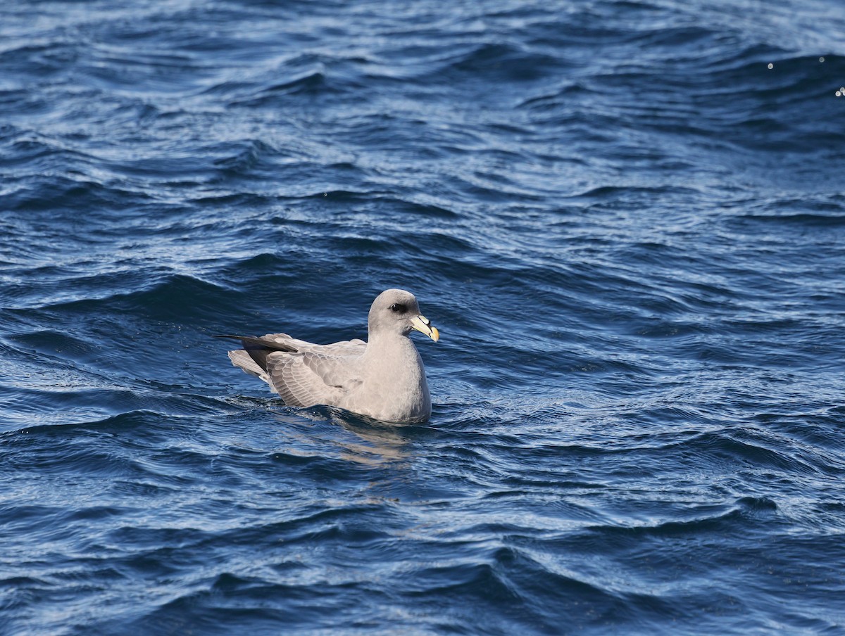 Fulmar Boreal - ML644573041