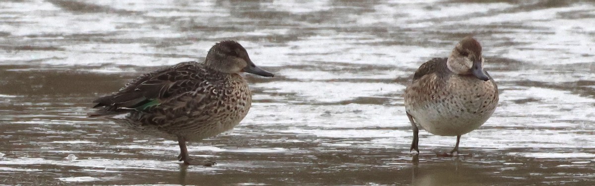 Cerceta Común - ML644573044