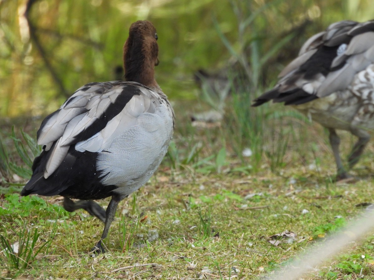 Pato de Crin - ML644573045