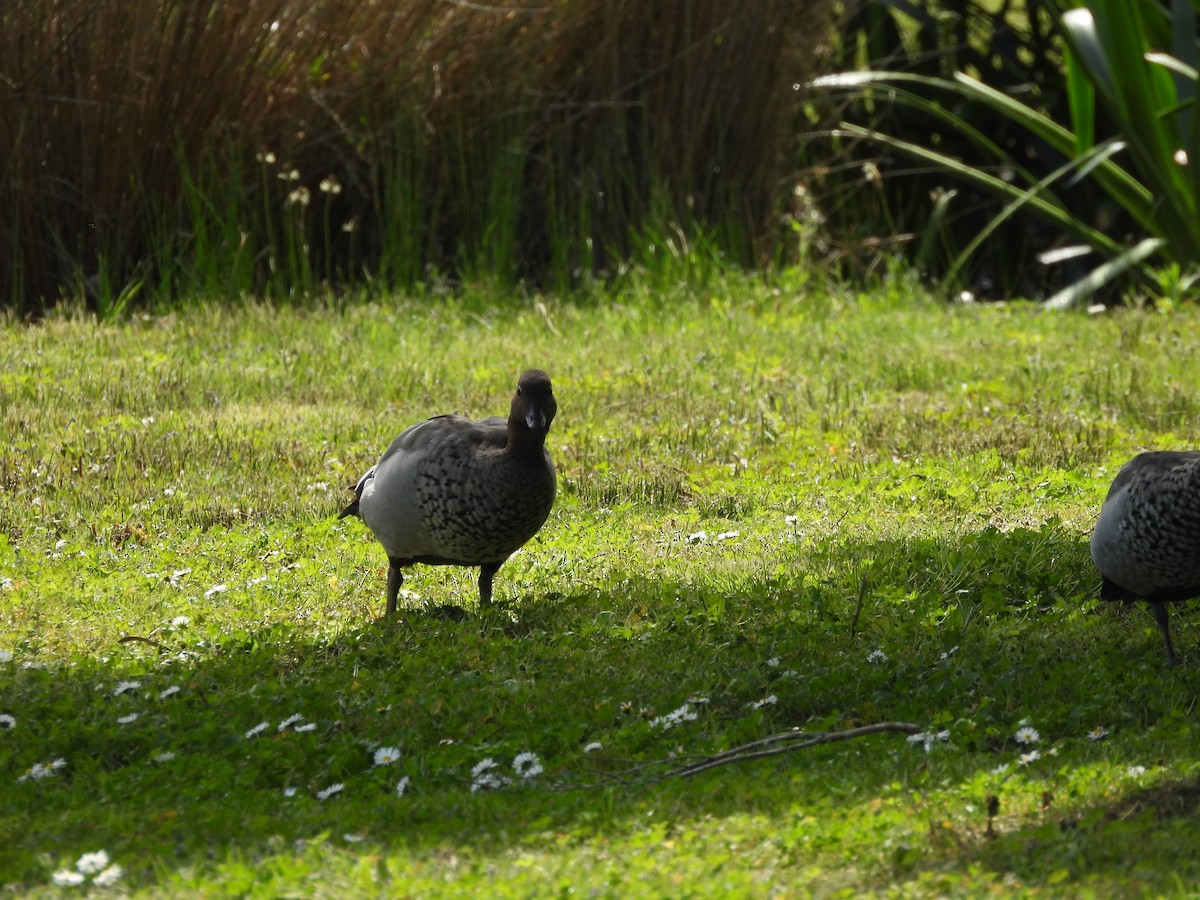 Pato de Crin - ML644573046