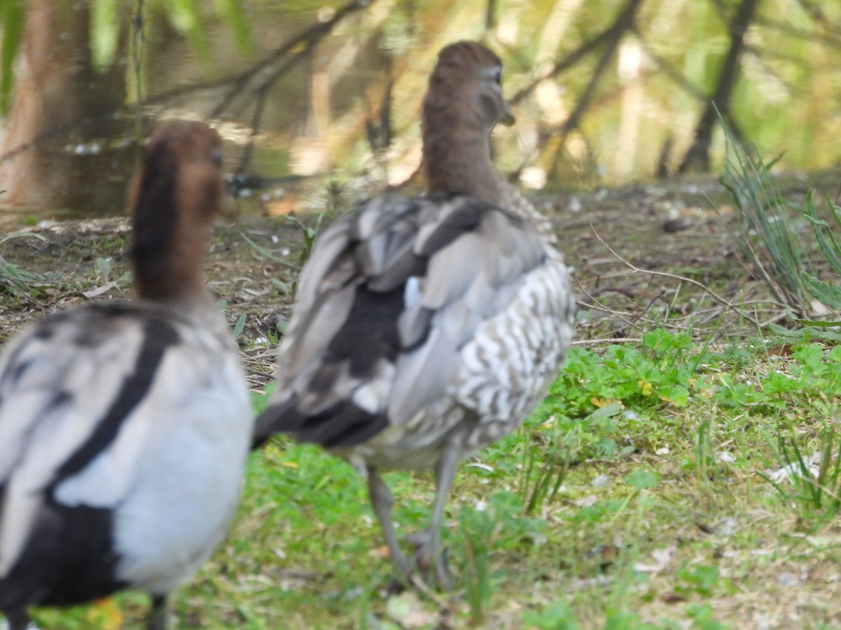 Pato de Crin - ML644573047