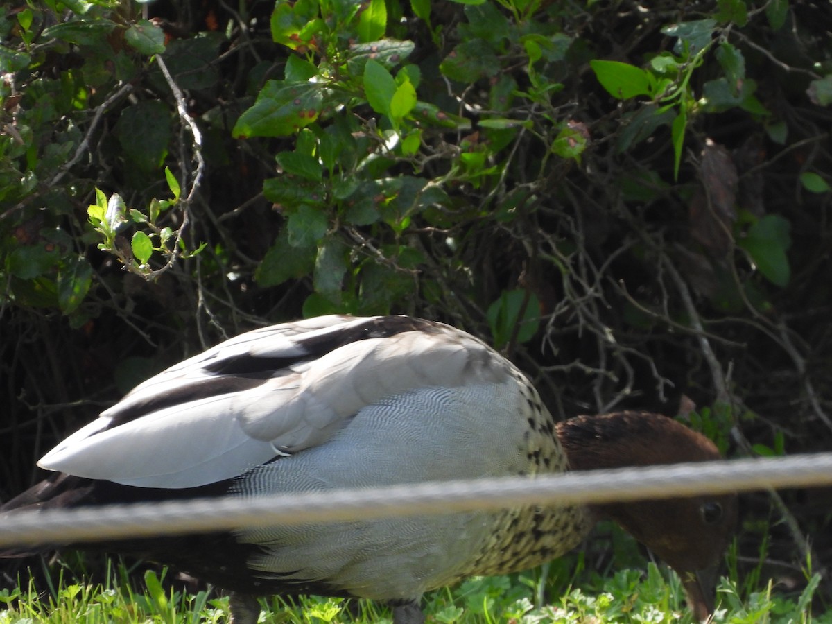 Pato de Crin - ML644573048