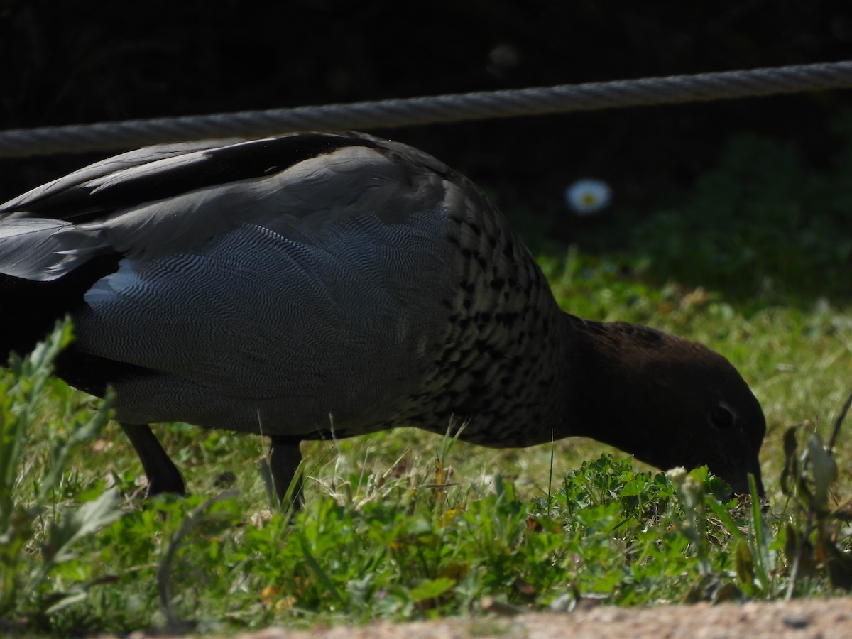 Pato de Crin - ML644573049