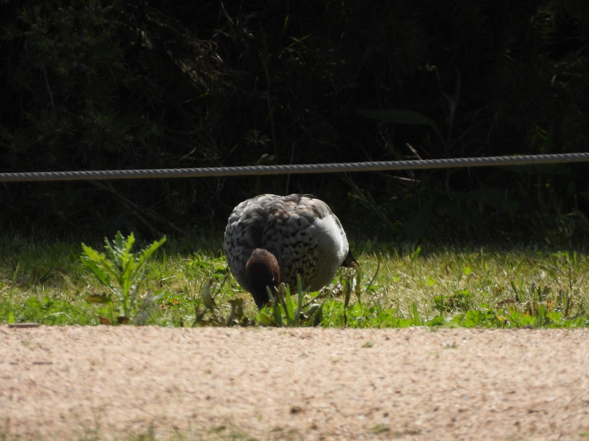 Pato de Crin - ML644573050