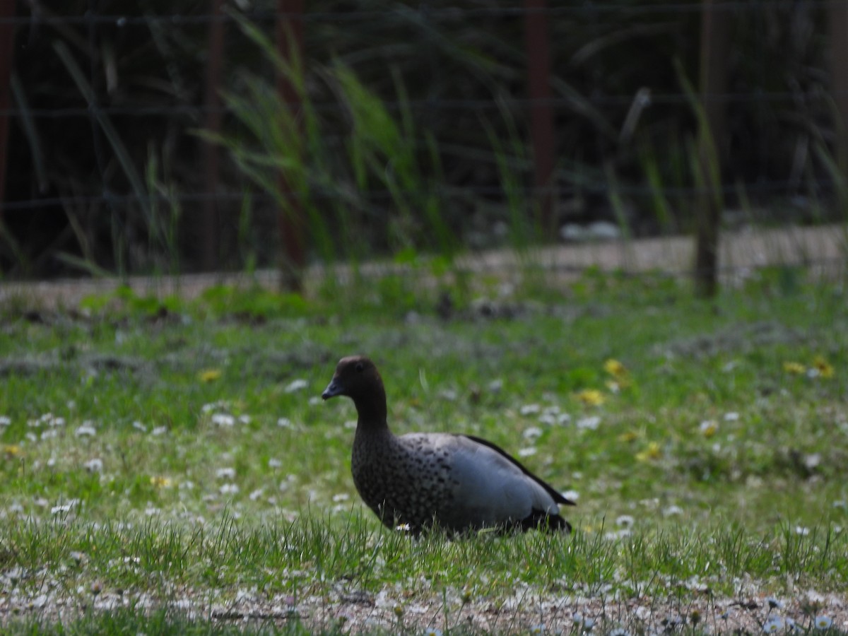 Pato de Crin - ML644573051