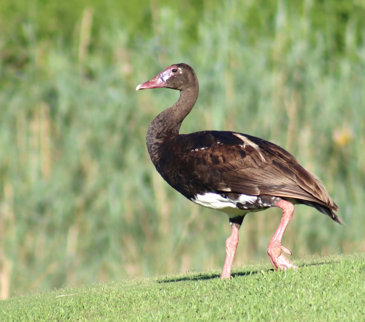 Ganso Espolonado - ML644573052