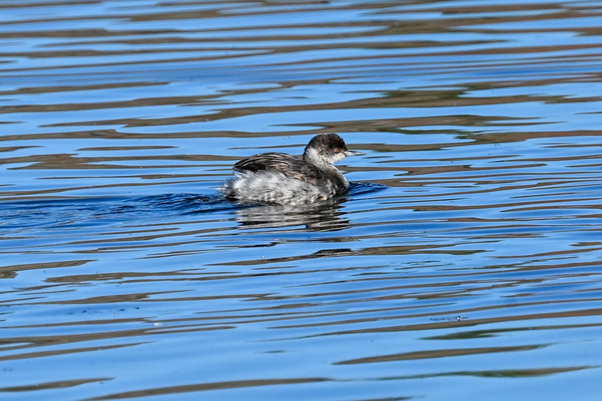 Eared Grebe - ML644573063