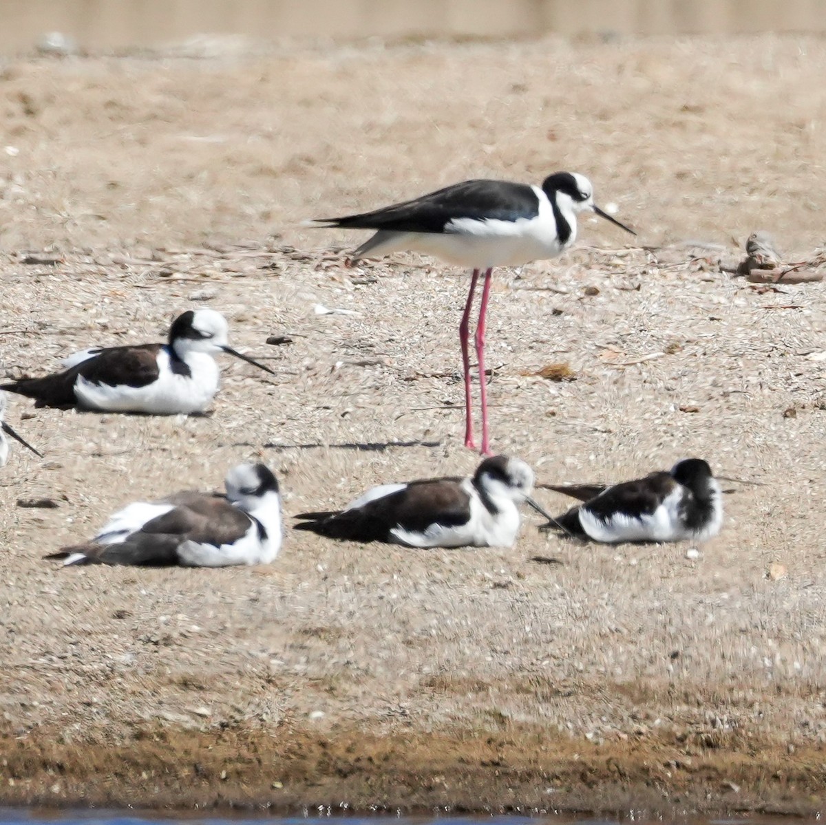Black-necked Stilt - ML644573077