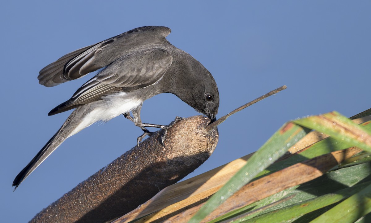 svartfibi - ML644573078