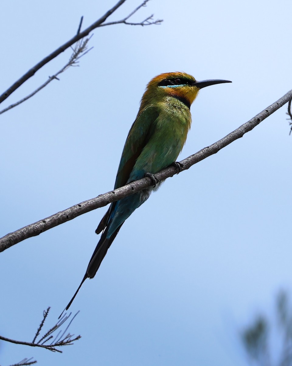 Rainbow Bee-eater - ML644573081