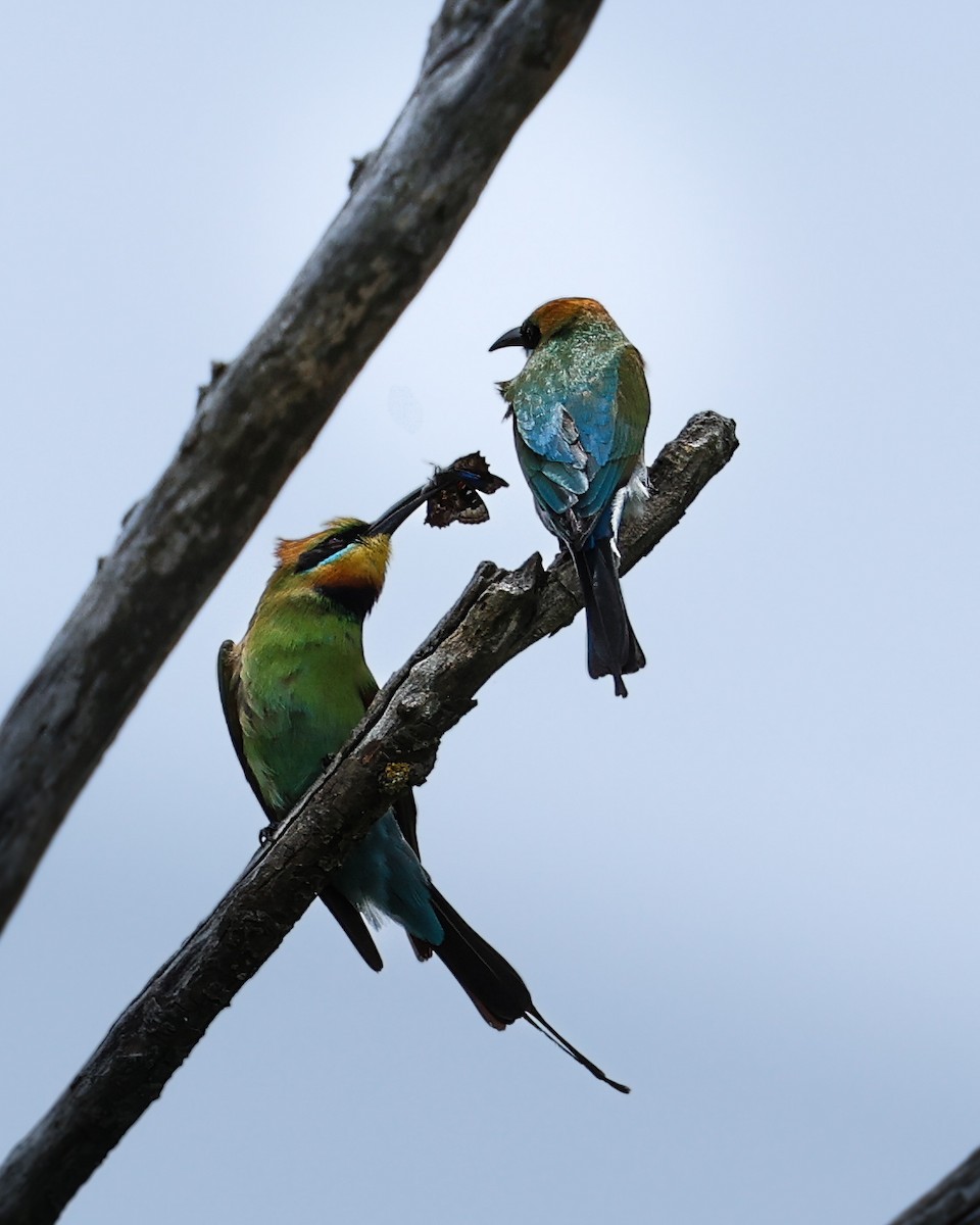 Rainbow Bee-eater - ML644573082