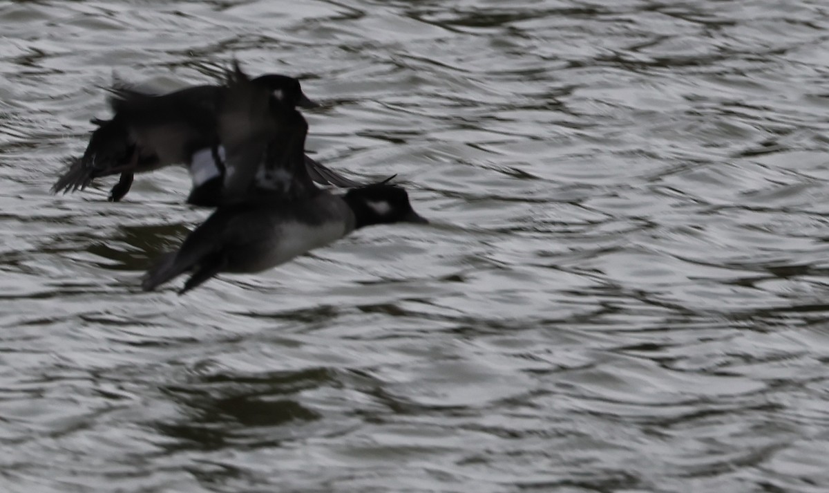 Bufflehead - ML644573084