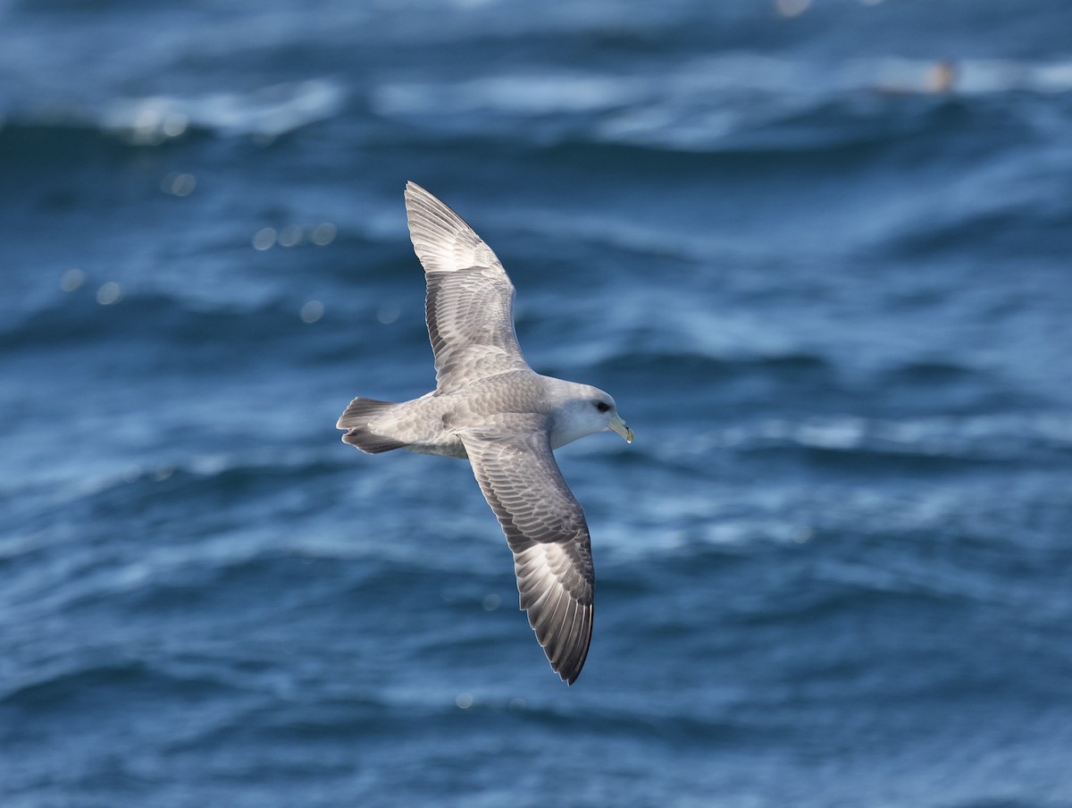 Буревісник кочівний - ML644573090
