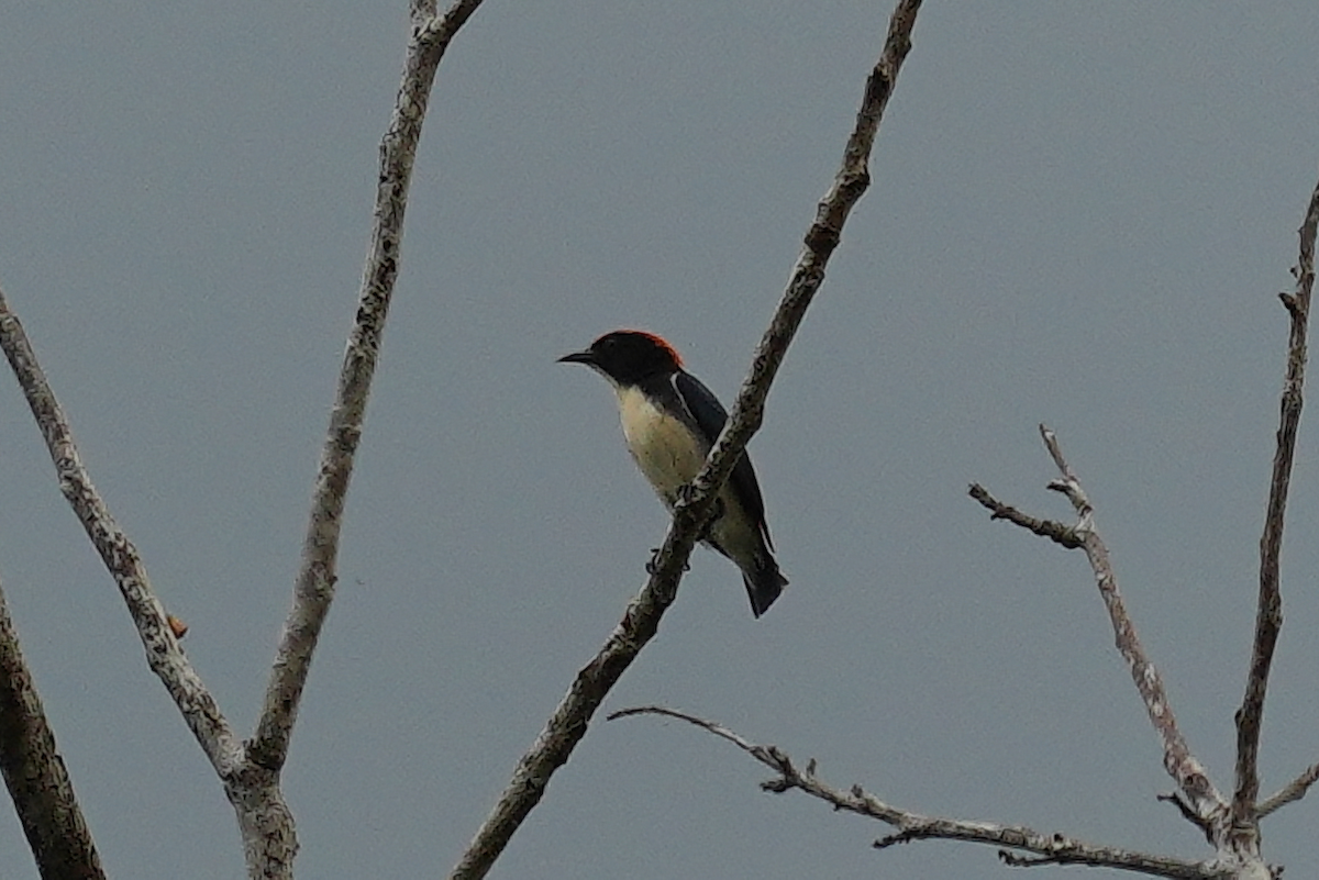 Scarlet-backed Flowerpecker - ML644573100