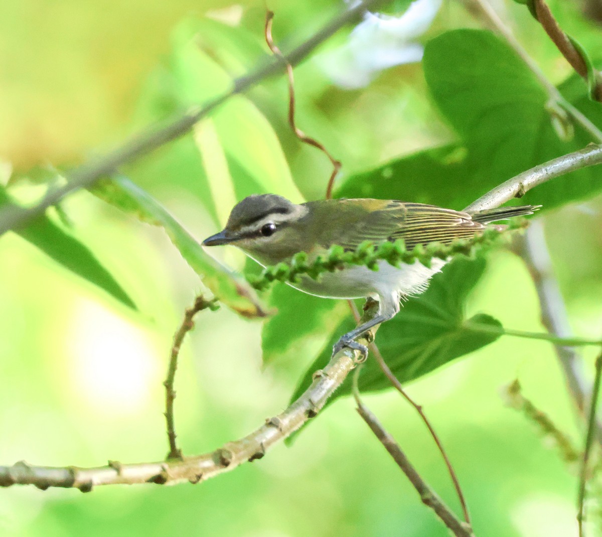 Red-eyed Vireo - ML644573106