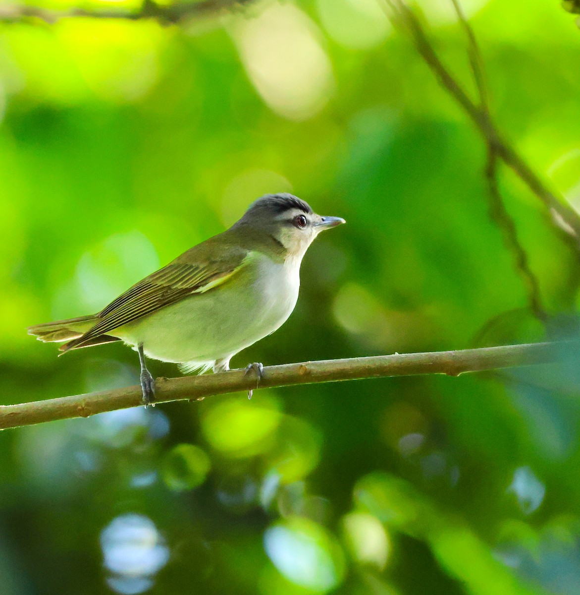 Red-eyed Vireo - ML644573107