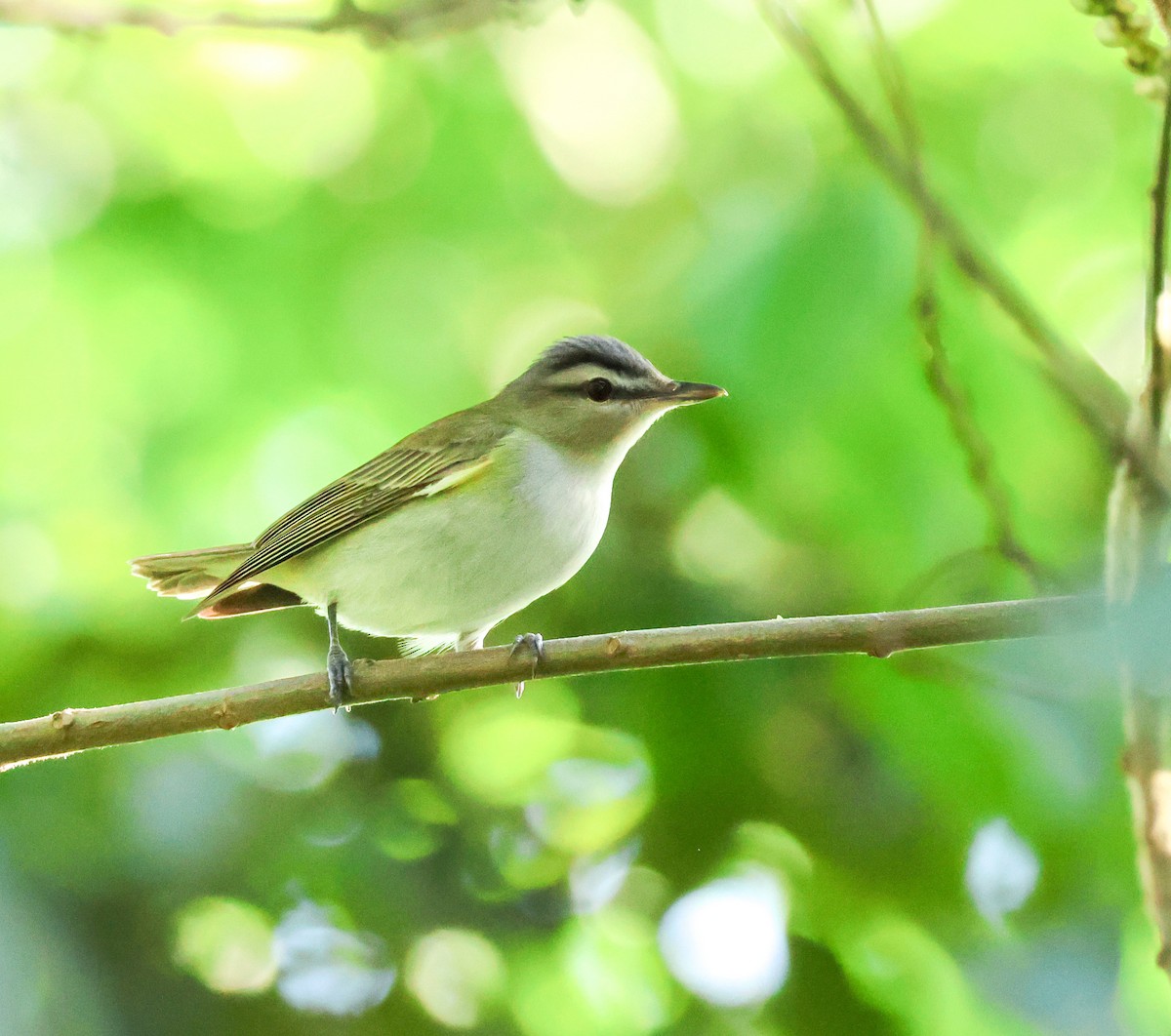 Red-eyed Vireo - ML644573108
