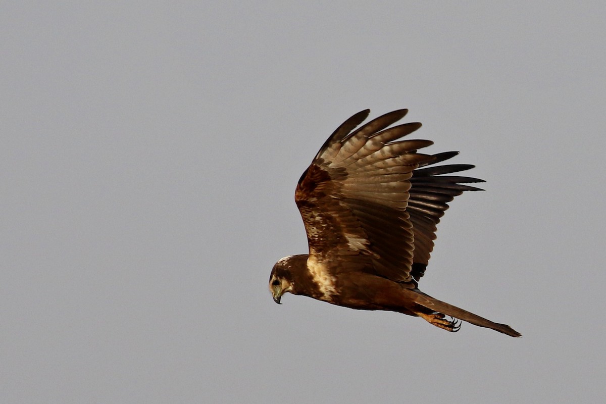 African Marsh Harrier - ML644573109