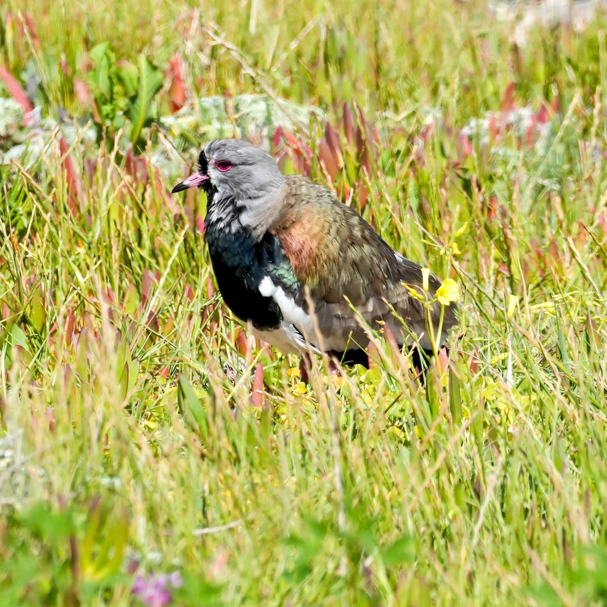 Southern Lapwing - ML644573112