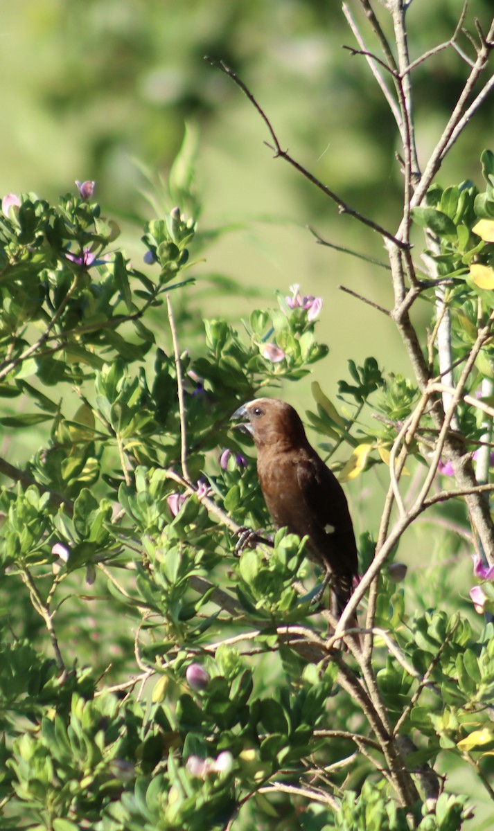 Grosbeak Weaver - ML644573113