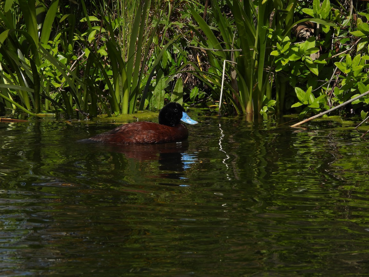 Blue-billed Duck - ML644573117